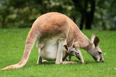 Red Kangaroo With A Baby In Your Pocket Stock Photo - Image of grass ...