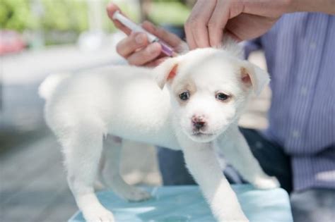 Calendario De Vacunas Para Perros Cachorros Y Adultos Obligatorias Y