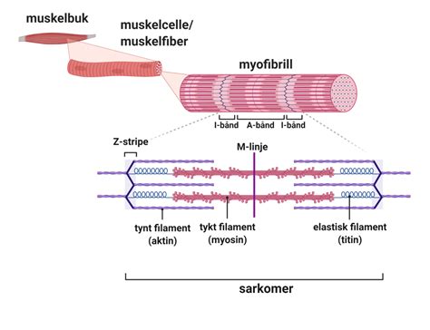 Muskelfiber Store Medisinske Leksikon