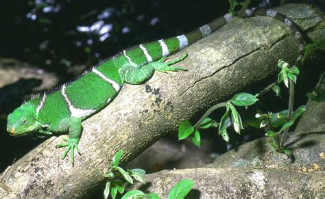 Reptile Facts - unknown-endangered: Fiji crested iguana...