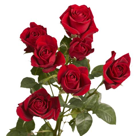 Valentine's Day Red Spray Roses Delivery | GlobalRose