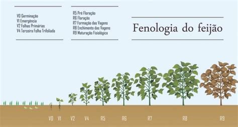 Colheita Do Feij O Quando Realizar M Todos E Cuidados