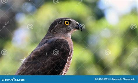 An Eagle is Looking for His Hunt Stock Image - Image of eagle, prey ...