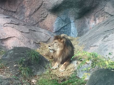 東山動植物園の人気動物ランキングbest10が発表！1位は誰 東海enjoy Navi