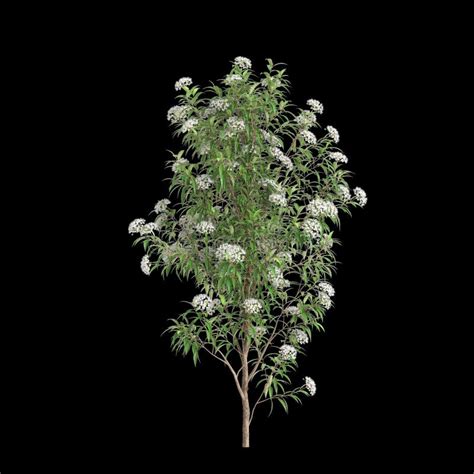 citriodora tree stock illustrations  citriodora tree stock