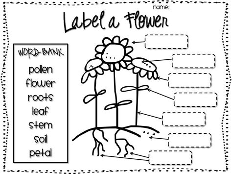 Label the parts of a flower – Artofit