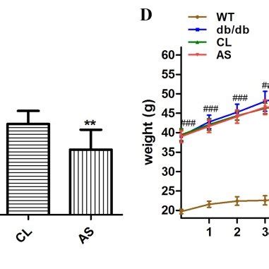 AS Suppressed Weight Gain In Db Db Mice Mice Were Divided Into Four