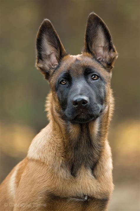Pastor Belga Malinois | wolves | Dogs, Malinois dog y Belgian malinois dog