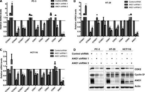 Analysis Of MRNA And Protein Levels Of Cyclins And CDKs In PC 3 HT 29