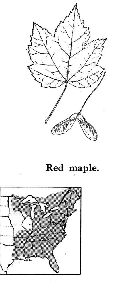 Red Maple Identification