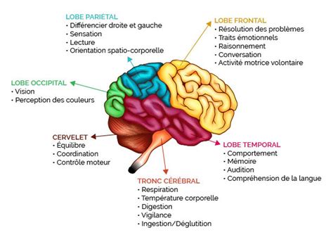 Fonction Des Parties Du Cerveau