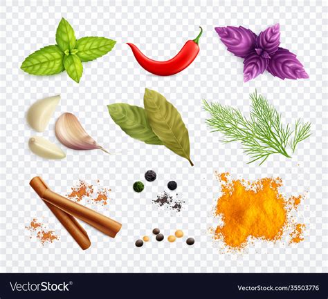 Spices And Herbs Transparent Set Royalty Free Vector Image