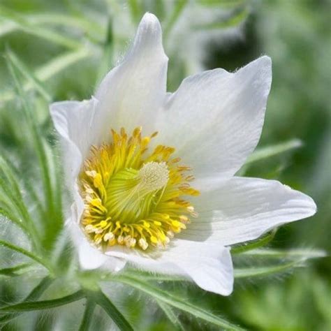 Seeds White Pasque Flower Seeds Anemone Patens Var Wolfgangiana Etsy