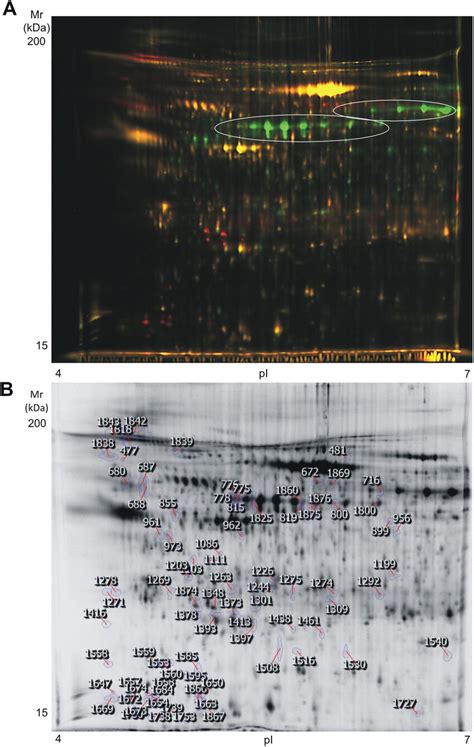 High Resolution 2d Dige Proteome Analysis Of Platelet Releasate From Download Scientific