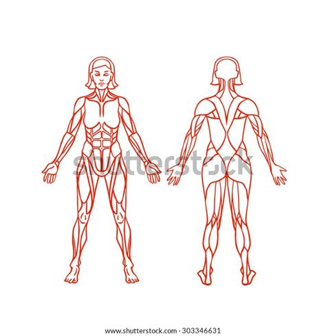 Anatomy Female Muscular System Exercise Muscle Stock Vector (Royalty ...