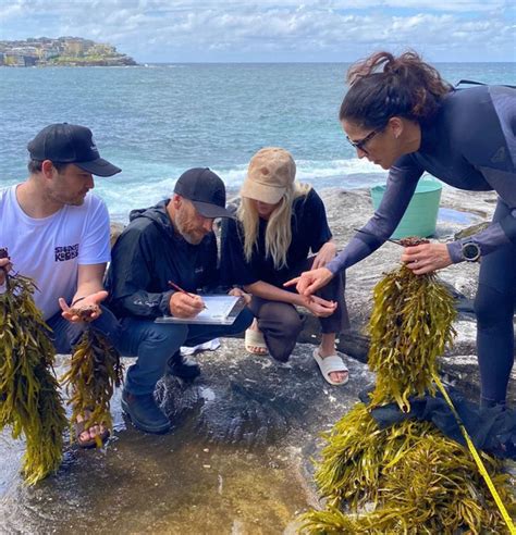 Bringing Sydney S Kelp Forests Back To Life Seatrees