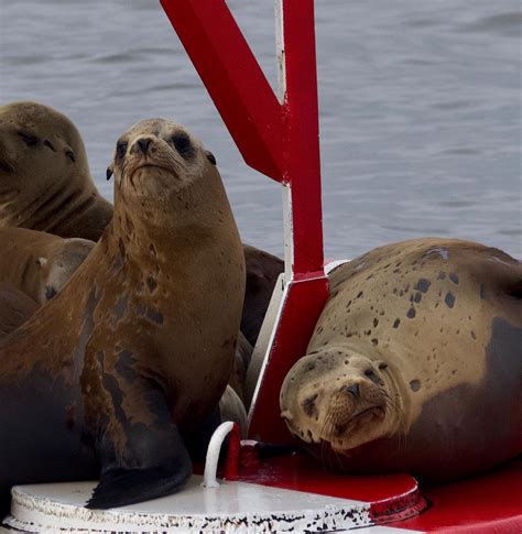 California Sea Lions On The Santa Cruz Mile Buoy Santa Cruz Whale