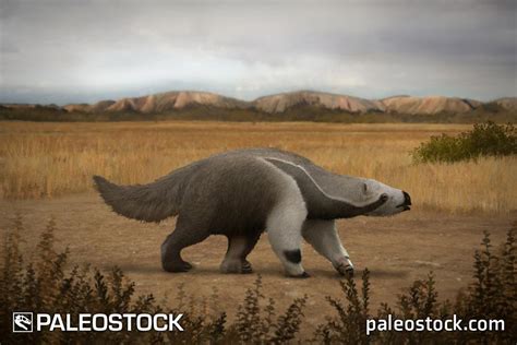 Megalonyx jeffersonii stock image – Studio 252MYA