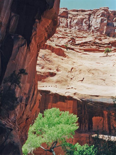 Cliffs and cottonwood tree: Neon Canyon, Utah