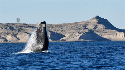 Puerto Madryn promocionará Temporada de Ballenas en Agroactiva 2023