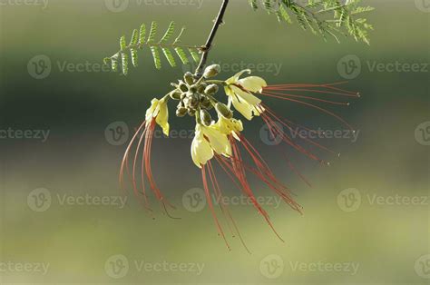 Caesalpinia Flower Stock Photos, Images and Backgrounds for Free Download