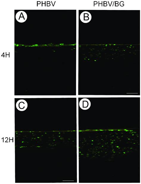 Fluorescence Analysis Of Cell Migration Gfp Labeling Showed That The