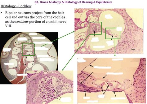 Histology- Cochlea Diagram | Quizlet