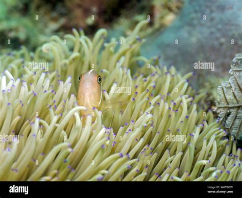 Pink skunk clownfish Stock Photo - Alamy