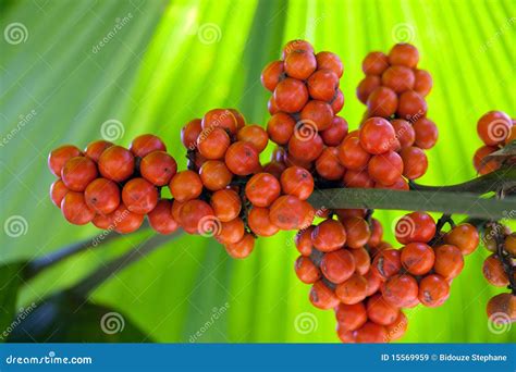 Palm tree fruits stock image. Image of plentiful, close - 15569959