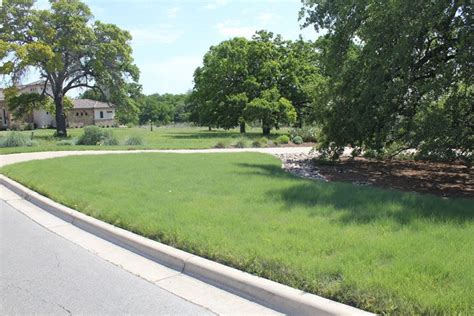 Buffalograss The Lawn Institute