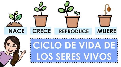 Ciclo De Vida De Los Seres Vivos Con Ejemplos Youtube Hot Sex Picture