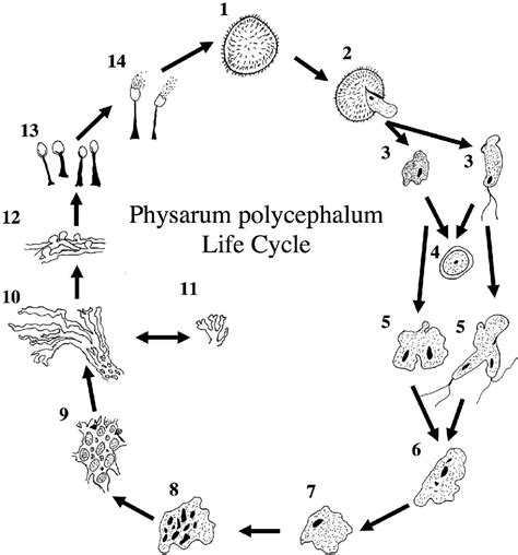 Physarum Life Cycle