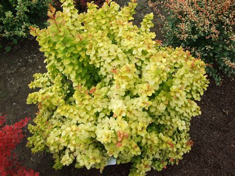 Berberis Thunbergii Golden Ghost Pbr Breederplants