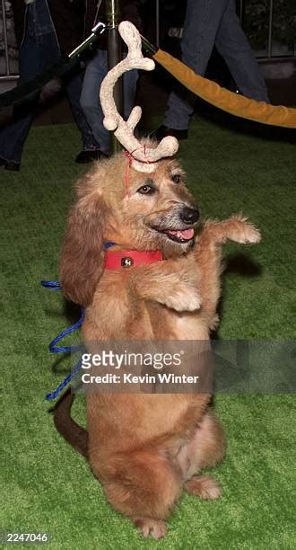 144 Max Grinch Photos & High Res Pictures - Getty Images