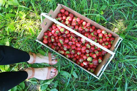 Strawberry Picking At Carandale Farm Perpetually Chic