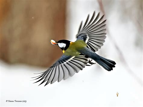 Great Tit Talitiainen Great Tit Parus Majos Hannu