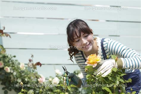 バラの咲く庭でガーデニングを楽しむ女性の写真素材 21104444 イメージマート