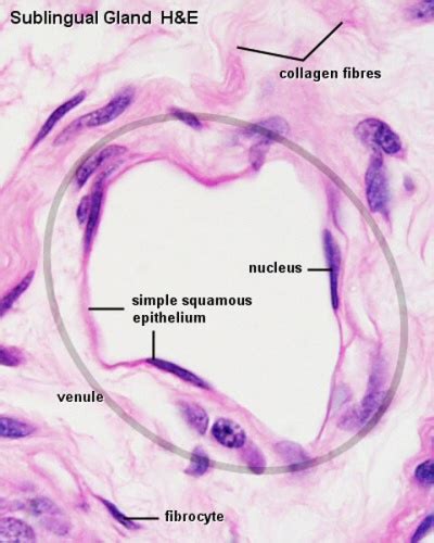 Hm Practical Blood Vessel Histology Embryology