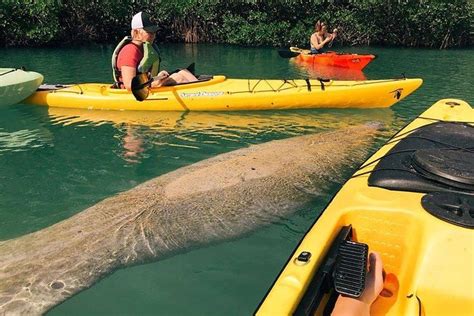 Manatee Photo Safari - Kayak & Paddleboard Tour 2024 - Miami