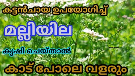 മല്ലി ഇലകൾ ഇനി കടയിൽ നിന്ന് വാങ്ങുകയേ വേണ്ട Growing Method Of