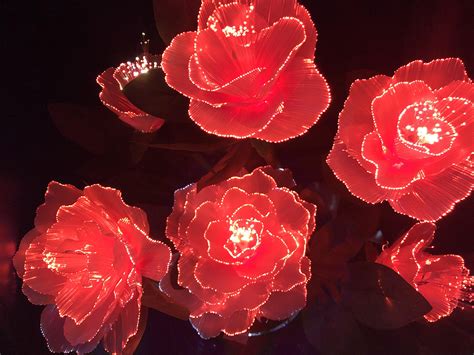 Itap Of Led Roses Ritookapicture