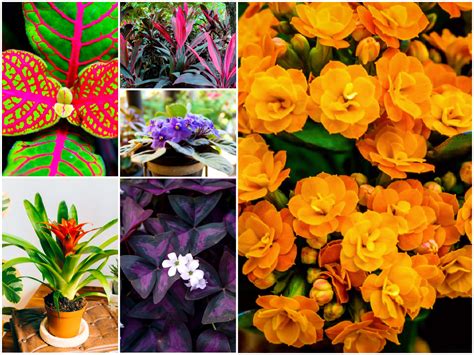 25 Common House Plants Classics And New Favorites Houseplant Central