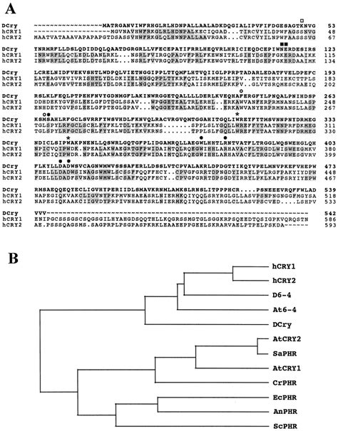 An Extraretinally Expressed Insect Cryptochrome With Similarity To The