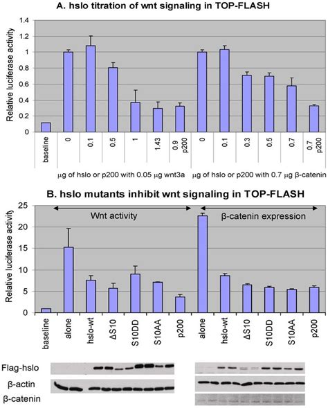 HSlo Expression Inhibits Wnt Signaling In 293T Cells As Assayed With