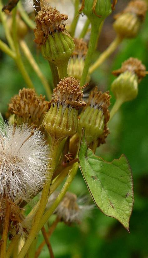 ragwort common