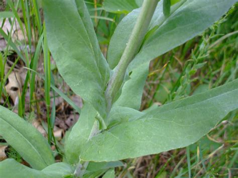 Arabis glabra (Tall Mustard)