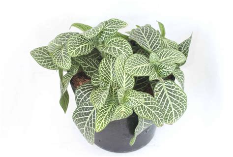 Rare Unique Houseplants You Will Love Includes Care Instructions