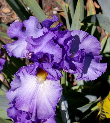 Smoky Mountain Memories | Tall bearded Iris - Nola's Iris Gardens