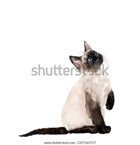 Watercolor Paintings Of Siamese Cats