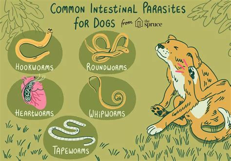 Did you know #1: Worms in Dogs - BLOG - TAME YOUR CANINE